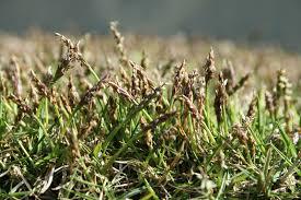 新芽が出てくる時期のクローズは芝生にとっては好条件 ｇｓｉゴルフジム 東京都目黒区スイング碑文谷内